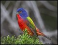 _2SB3138 painted bunting